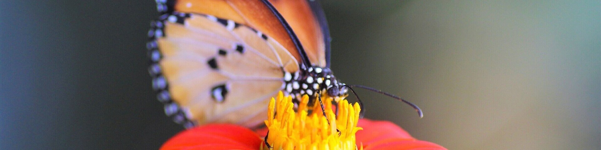 Marco butterfly