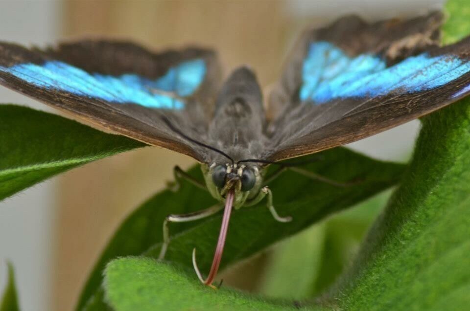Taken at the Butterfly Farm in Stratford Upon Avon, UK
#Stratford #StratfordUponAvon #ButterflyFarm #Sanctuary #Butterfly #DayOut 