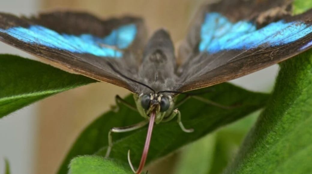 Taken at the Butterfly Farm in Stratford Upon Avon, UK
#Stratford #StratfordUponAvon #ButterflyFarm #Sanctuary #Butterfly #DayOut