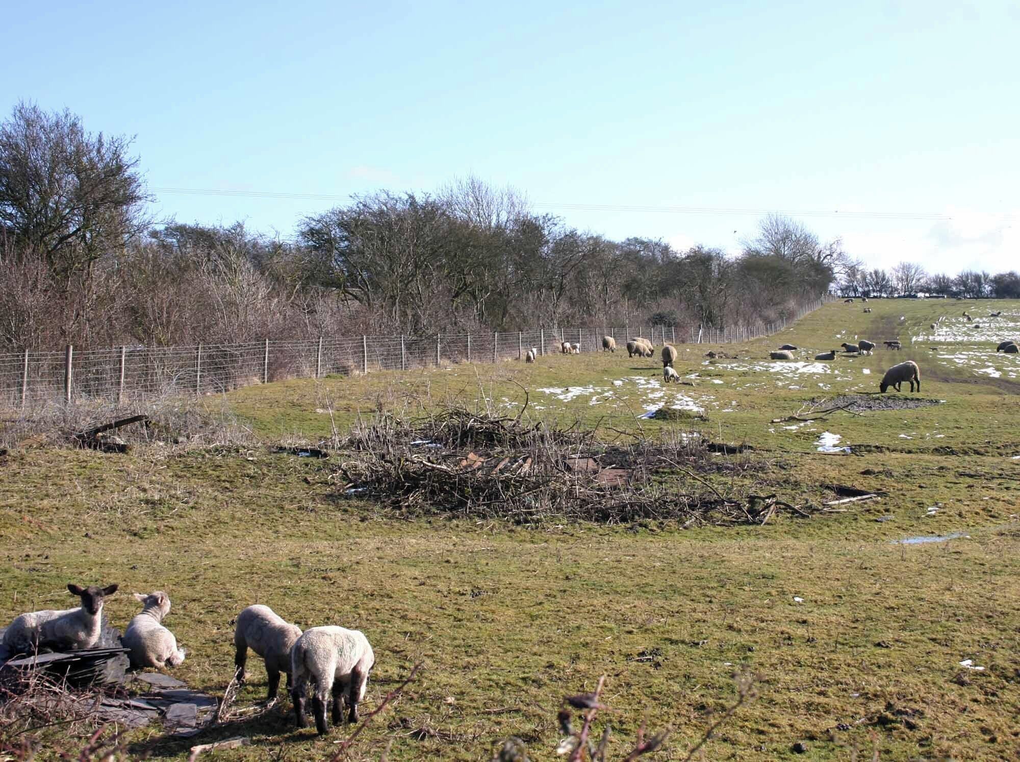 Sheep on Blue Lane Farm View East from Blue Lane.