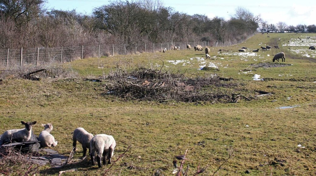 Sheep on Blue Lane Farm View East from Blue Lane.