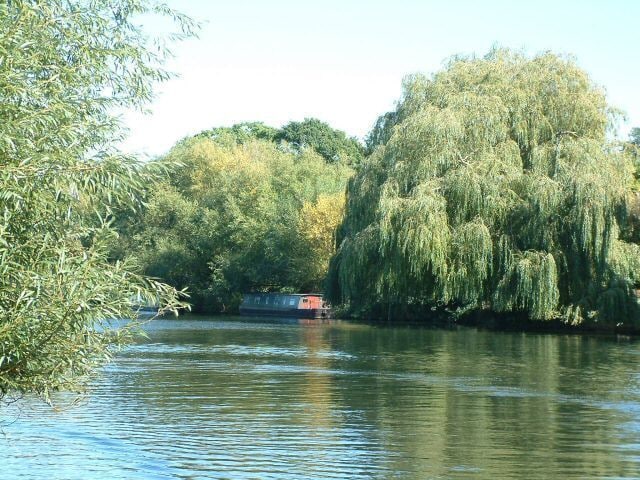 Willows on the Avon The River Avon East of Stratford.