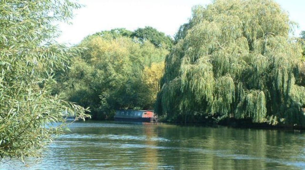 Willows on the Avon The River Avon East of Stratford.