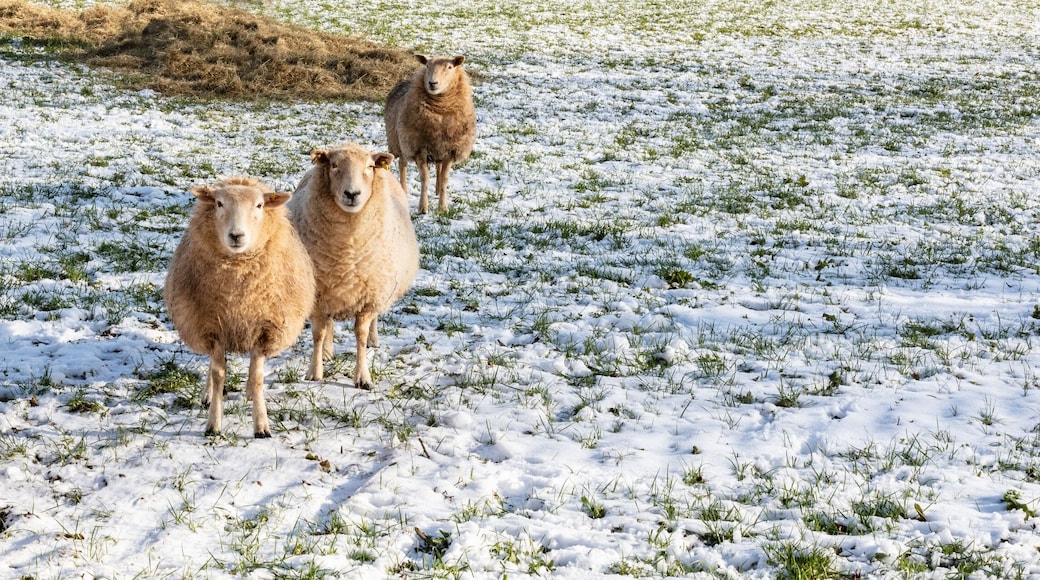 Group of sheep on the Cotswolds in winter snow , England, United Kingdom