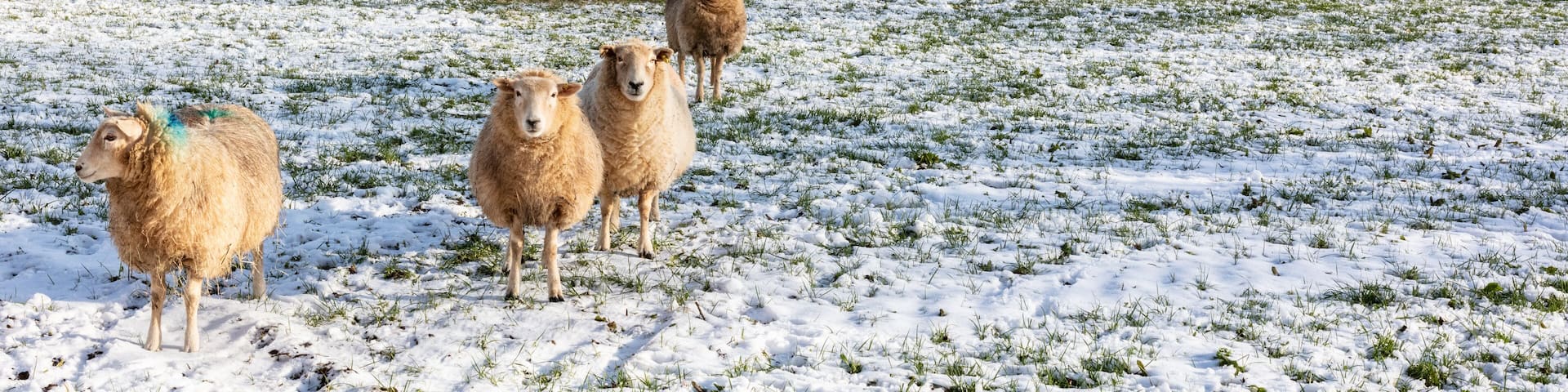 Group of sheep on the Cotswolds in winter snow , England, United Kingdom