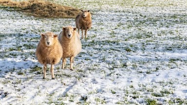 Group of sheep on the Cotswolds in winter snow , England, United Kingdom