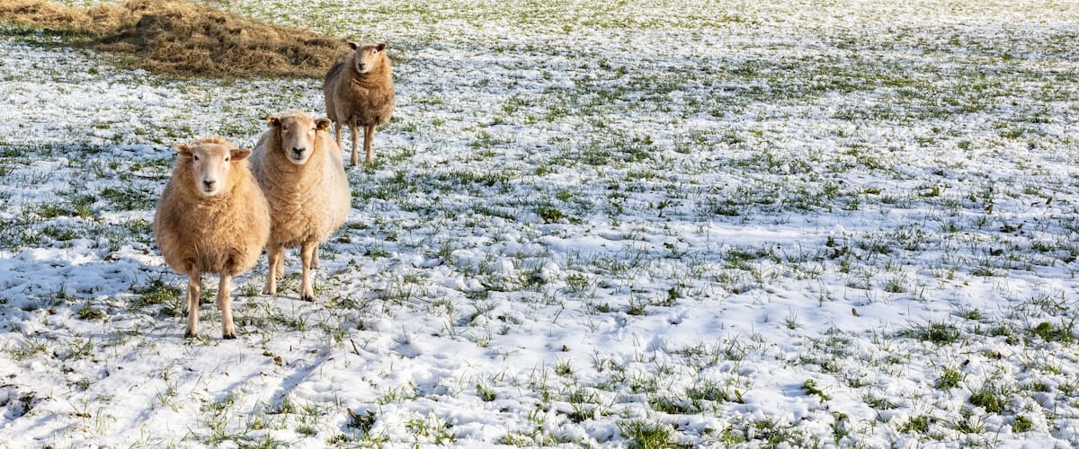 A group of sheep grazing on a snow-covered field.
