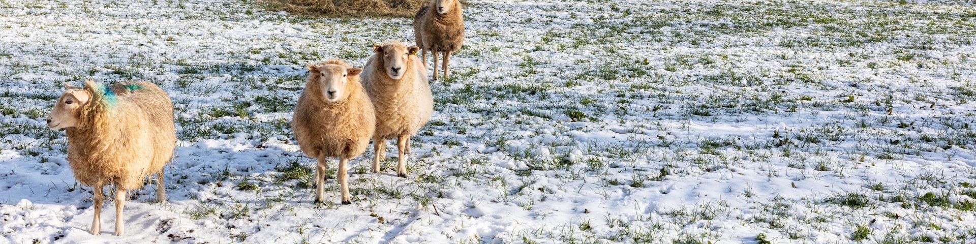 A group of sheep grazing on a snow-covered field.
