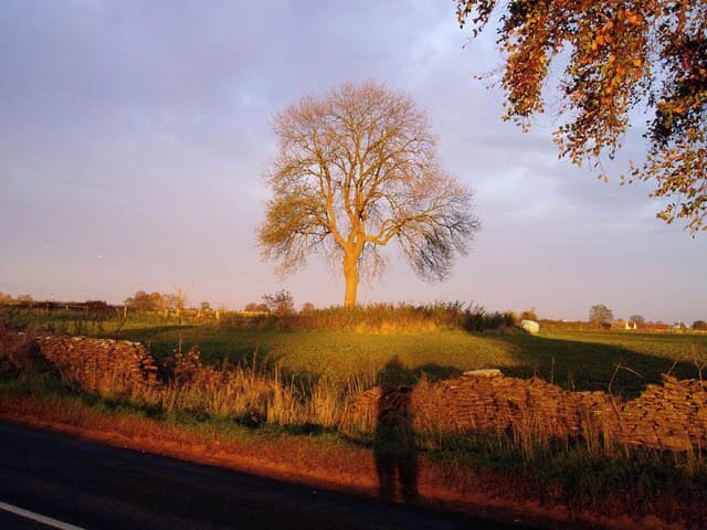 Tree at Crackstone A lone tree among pastoral fields near Minchinhampton. In the foreground is a typical Cotswold dry-stone wall made of limestone slabs, now rather dilapidated.