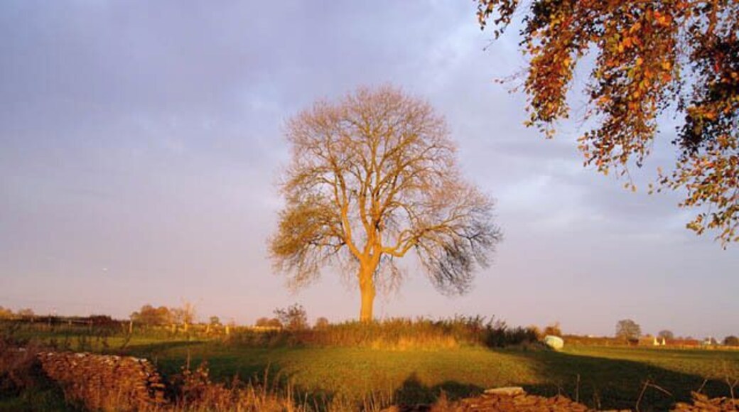 Tree at Crackstone A lone tree among pastoral fields near Minchinhampton. In the foreground is a typical Cotswold dry-stone wall made of limestone slabs, now rather dilapidated.