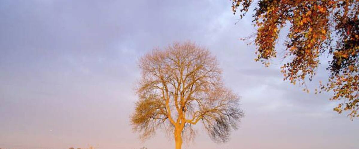 Tree at Crackstone A lone tree among pastoral fields near Minchinhampton. In the foreground is a typical Cotswold dry-stone wall made of limestone slabs, now rather dilapidated.