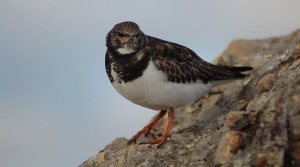 Intresting lovely beach and pier for some nice photos