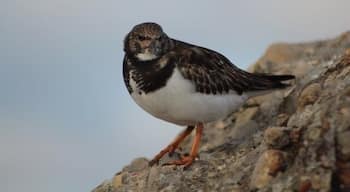 Intresting lovely beach and pier for some nice photos
