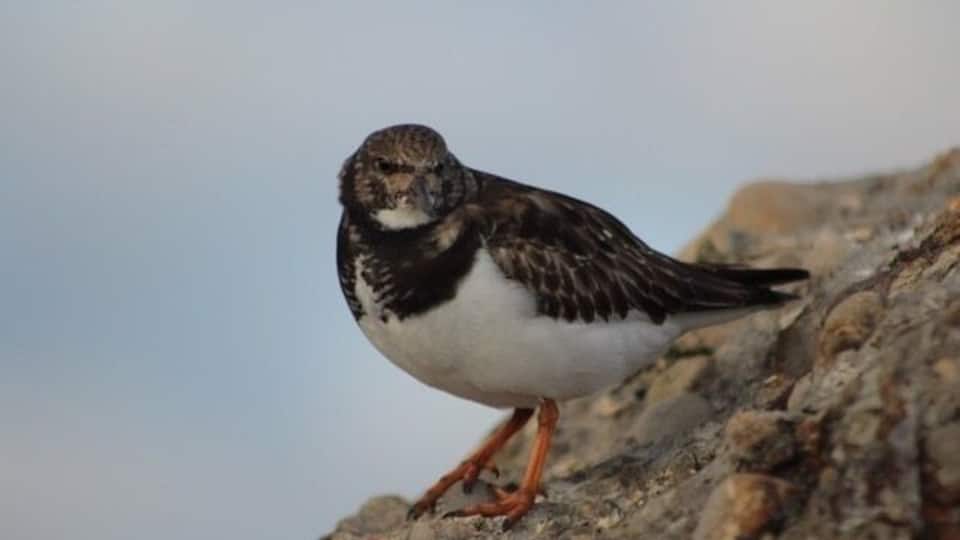Intresting lovely beach and pier for some nice photos
