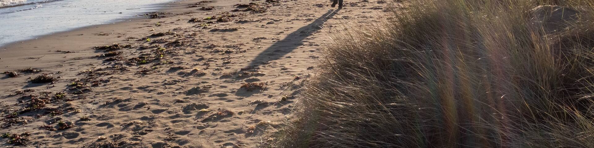 Dog walk at shell bay.