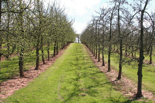 Bishops Lydeard: Paxford Fruit Farm. An orchard. Looking south