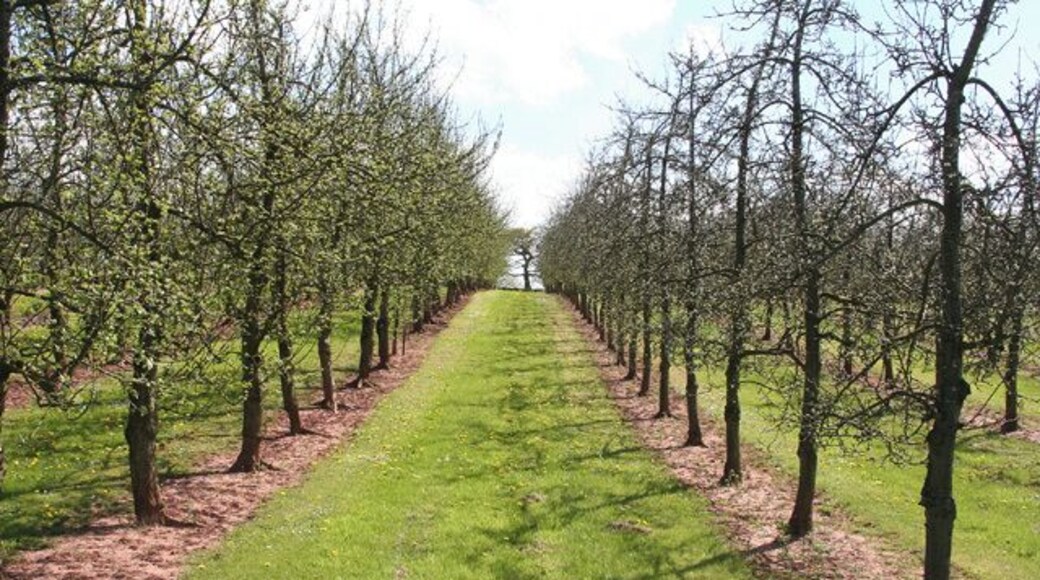 Bishops Lydeard: Paxford Fruit Farm. An orchard. Looking south