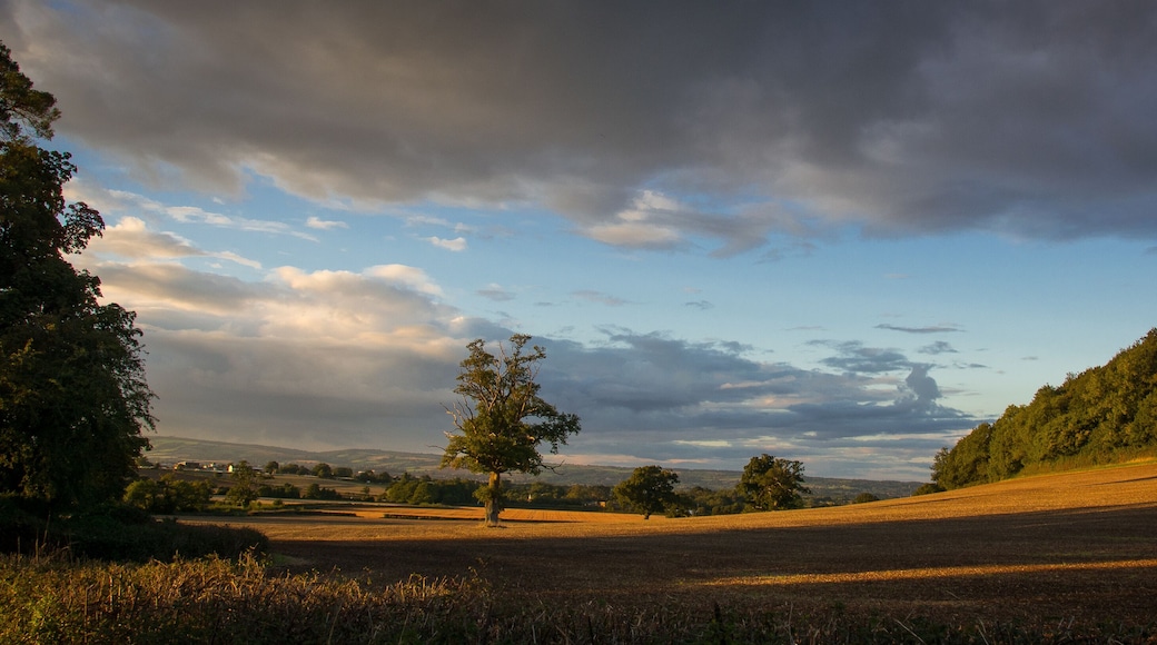 A field in the English countryside is lit up by the sunset light.
