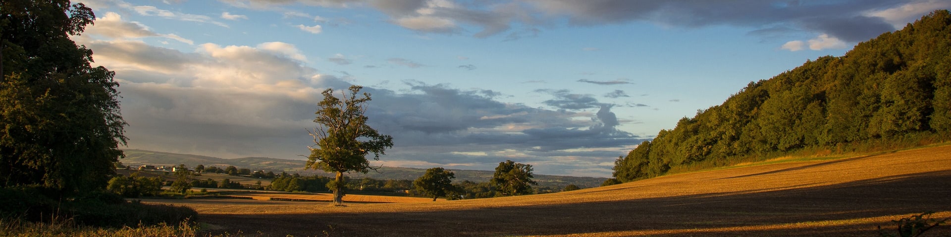 A field in the English countryside is lit up by the sunset light.