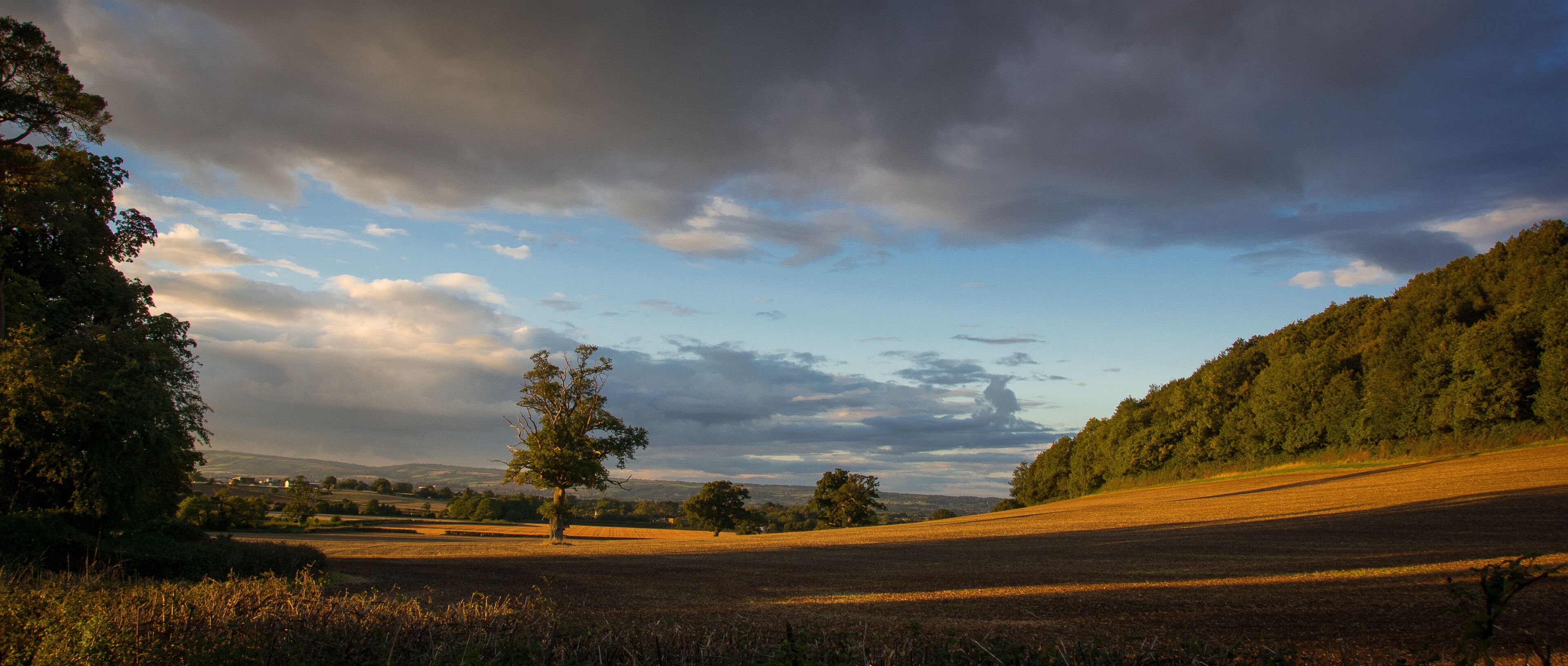 A rural landscape with rolling hills, a solitary tree, and a forested area.