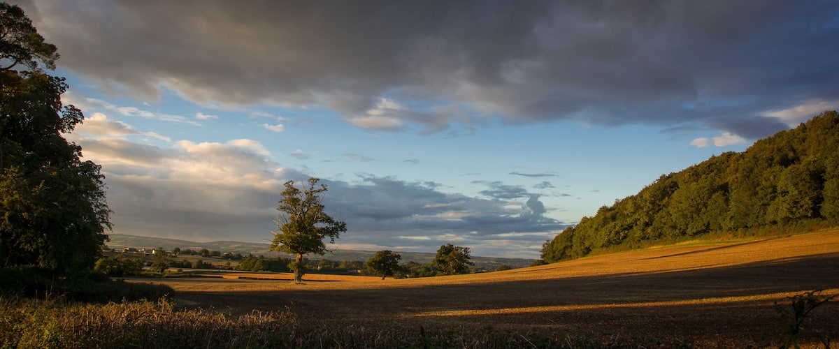 A rural landscape with rolling hills, a solitary tree, and a forested area.