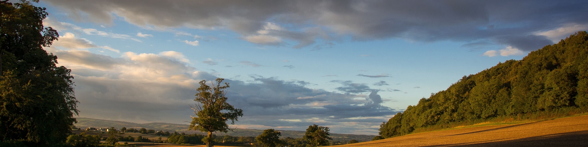 A rural landscape with rolling hills, a solitary tree, and a forested area.