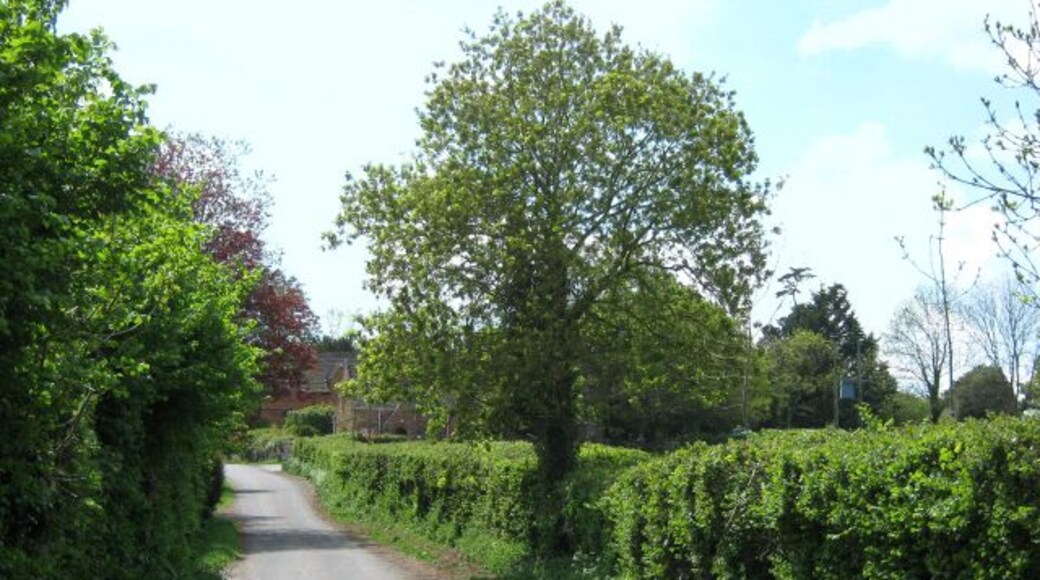 Lane in Henlade, Somerset
