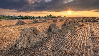 Somerset Hay