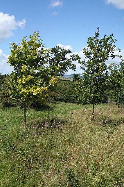 Stoke St Mary: edge of Henlade Wood Young oak trees by the entrance to the Woodland Trust estate with a mature oak in a field beyond