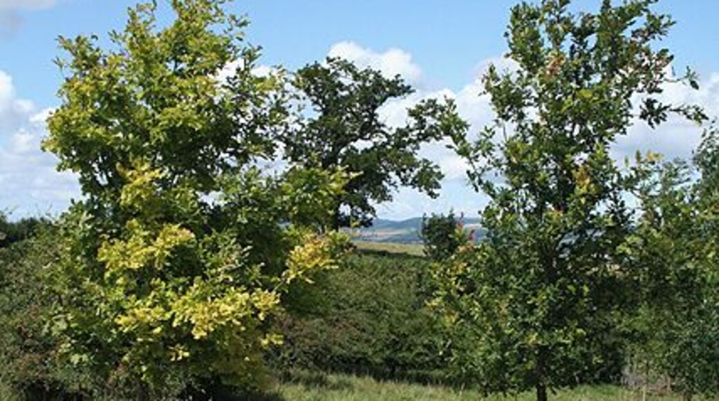 Stoke St Mary: edge of Henlade Wood Young oak trees by the entrance to the Woodland Trust estate with a mature oak in a field beyond
