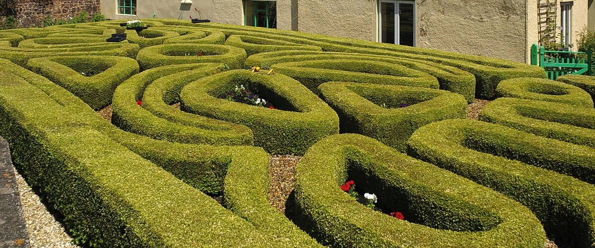 A hedge maze with a building in the background.