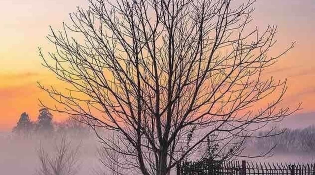 As the mist sets in at Frenchweir in Taunton