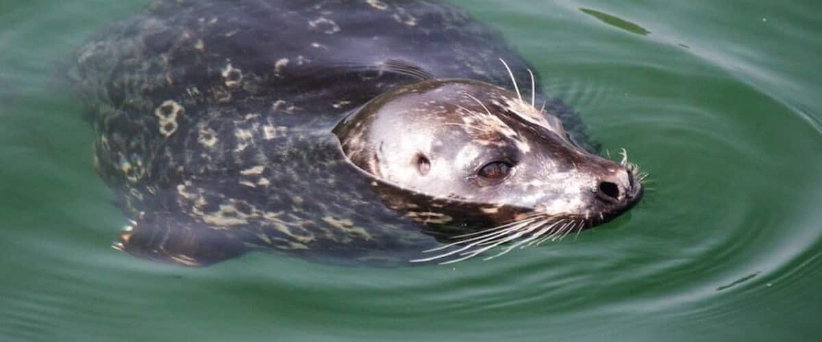 A seal swimming in green water.