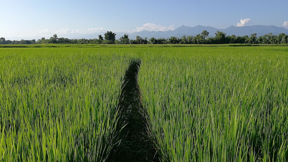 A lush green field with a narrow path cutting through it, leading towards distant mountains under a clear sky.