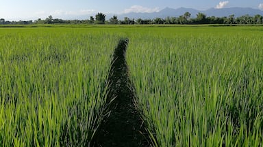 Un campo verde y exuberante con un estrecho sendero que lo atraviesa, dirigiéndose hacia montañas lejanas bajo un cielo despejado.