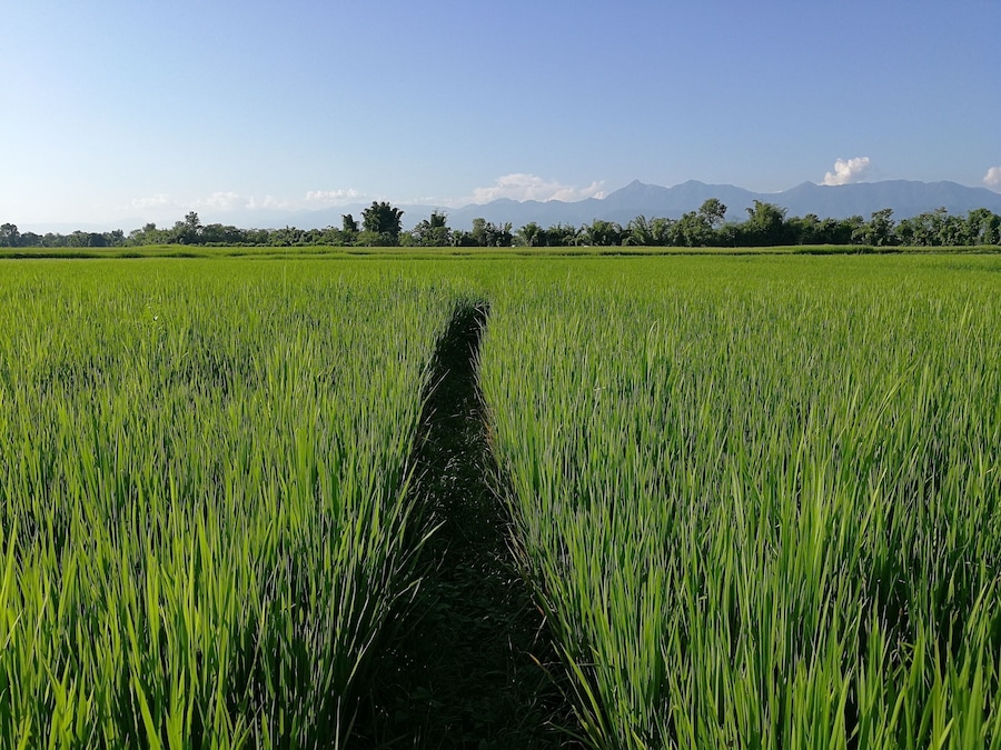 Um campo verdejante e exuberante com uma trilha estreita que o atravessa, conduzindo em direção a montanhas distantes sob um céu claro.