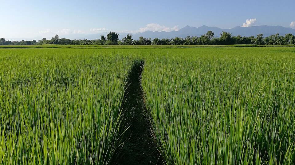 A lush green field with a narrow path cutting through it, leading towards distant mountains under a clear sky.