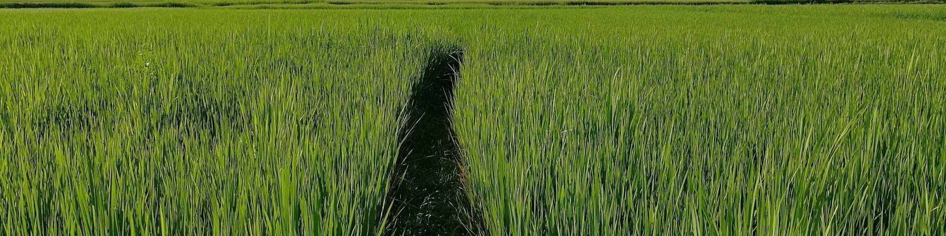 Um campo verdejante e exuberante com uma trilha estreita que o atravessa, conduzindo em direção a montanhas distantes sob um céu claro.