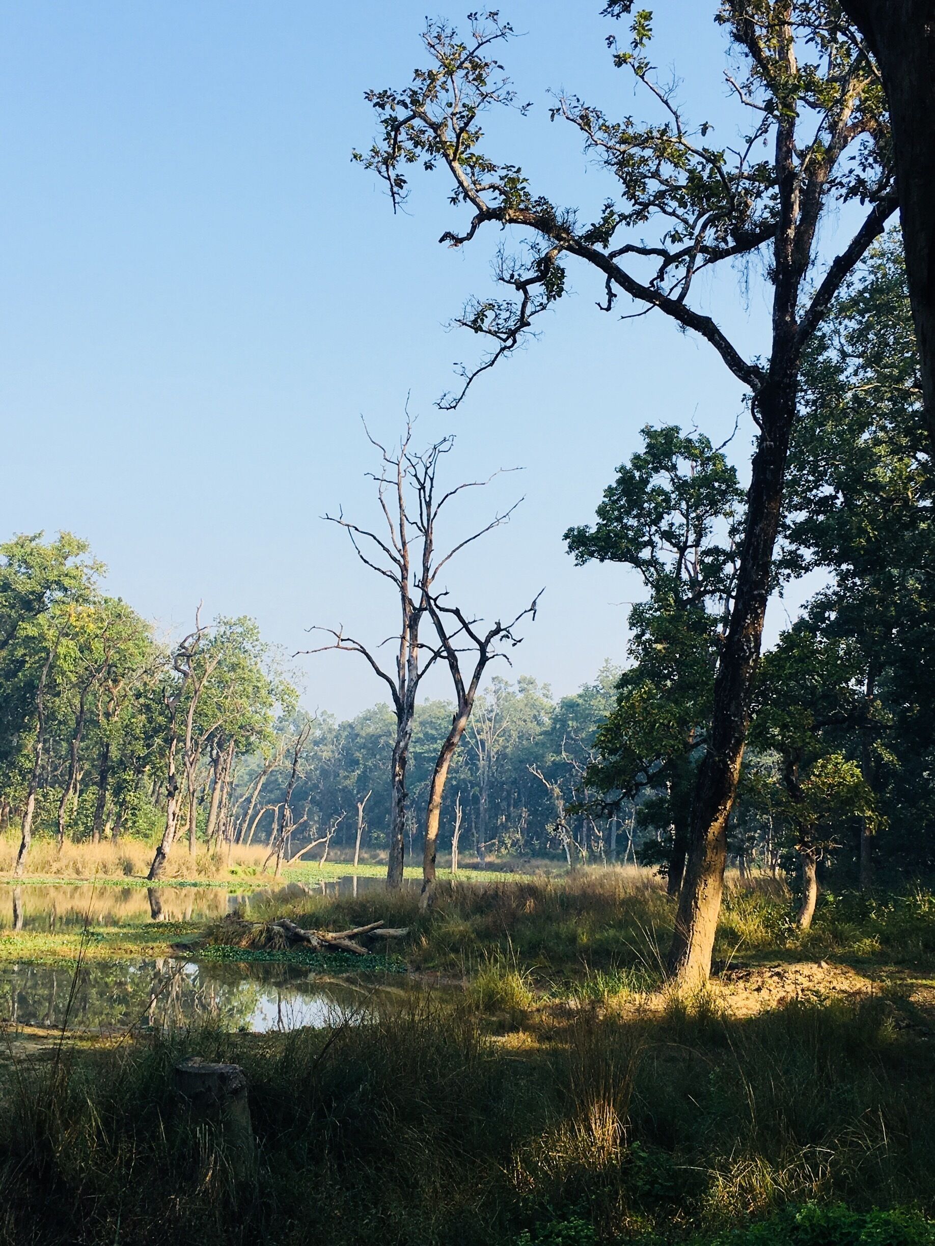 Chitwan forest Nepal 