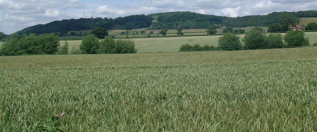 A rural landscape with a field of crops, rolling hills, and scattered trees.