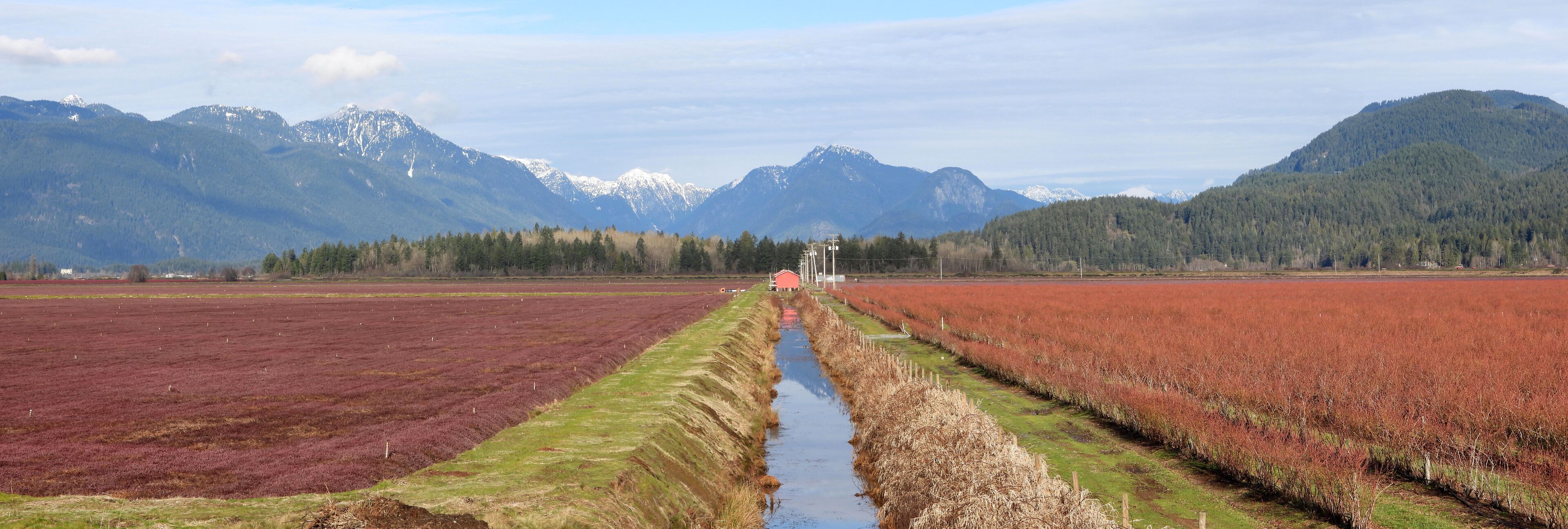 Pitt Meadows Canada Blueberries and Cranberries Farms