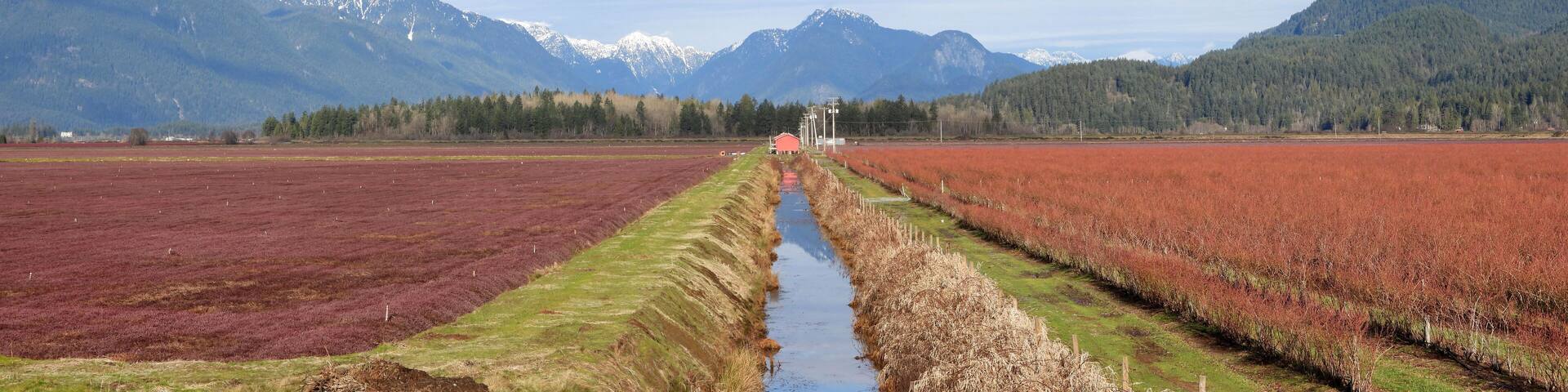 Pitt Meadows Canada Blueberries and Cranberries Farms