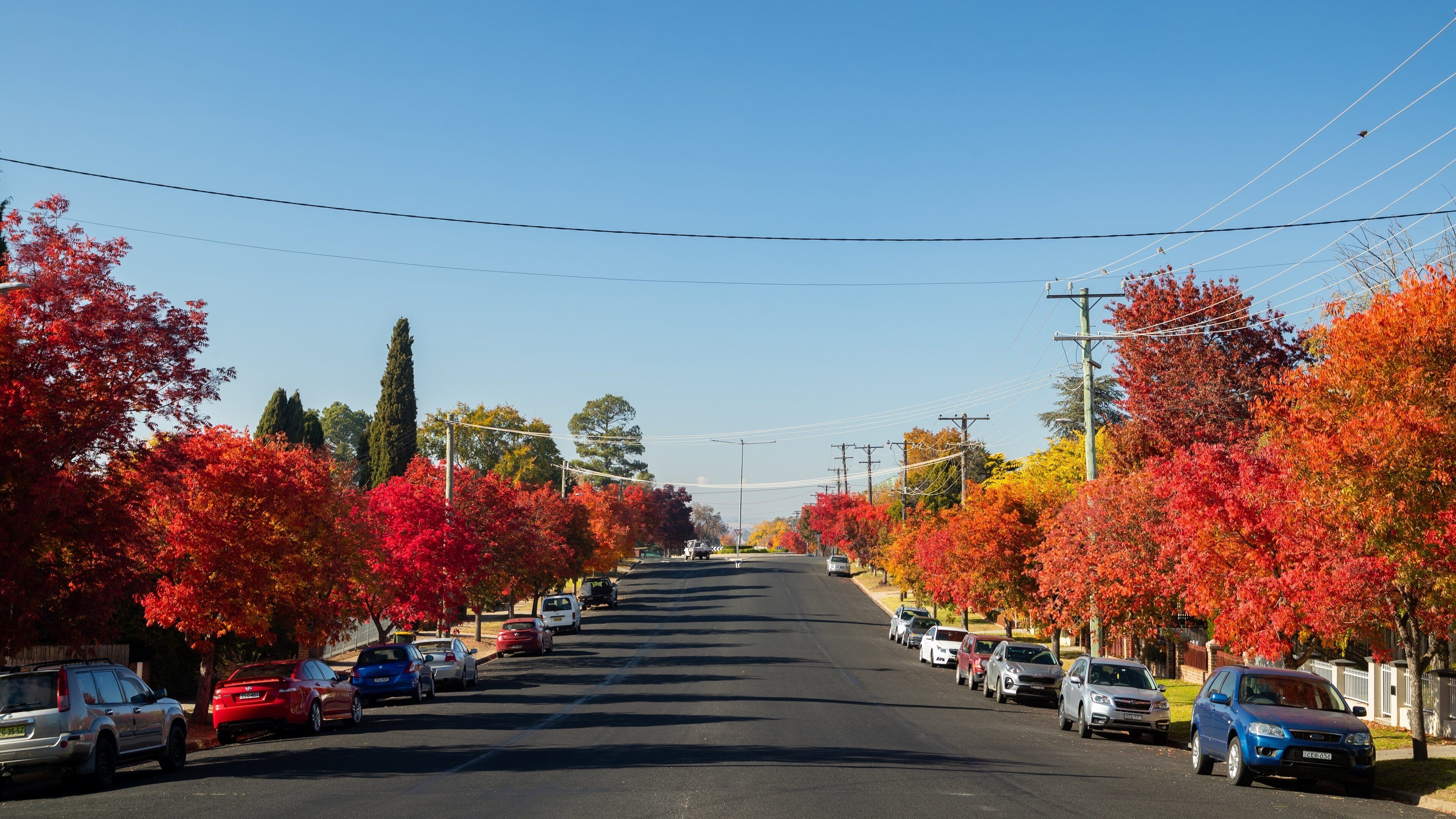 A tree-lined street with parked cars and power lines.