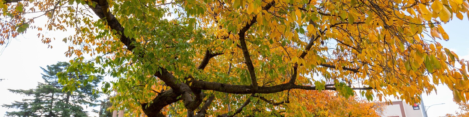 Un árbol grande con hojas amarillas en un parque, con un banco y un edificio al fondo.
