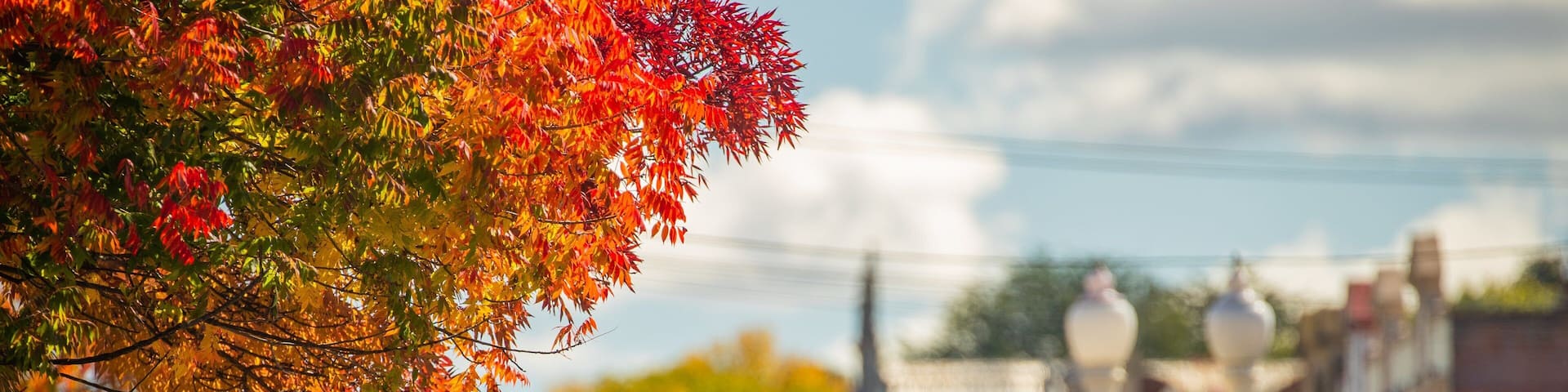 Bathurst showing a small town or village and autumn leaves