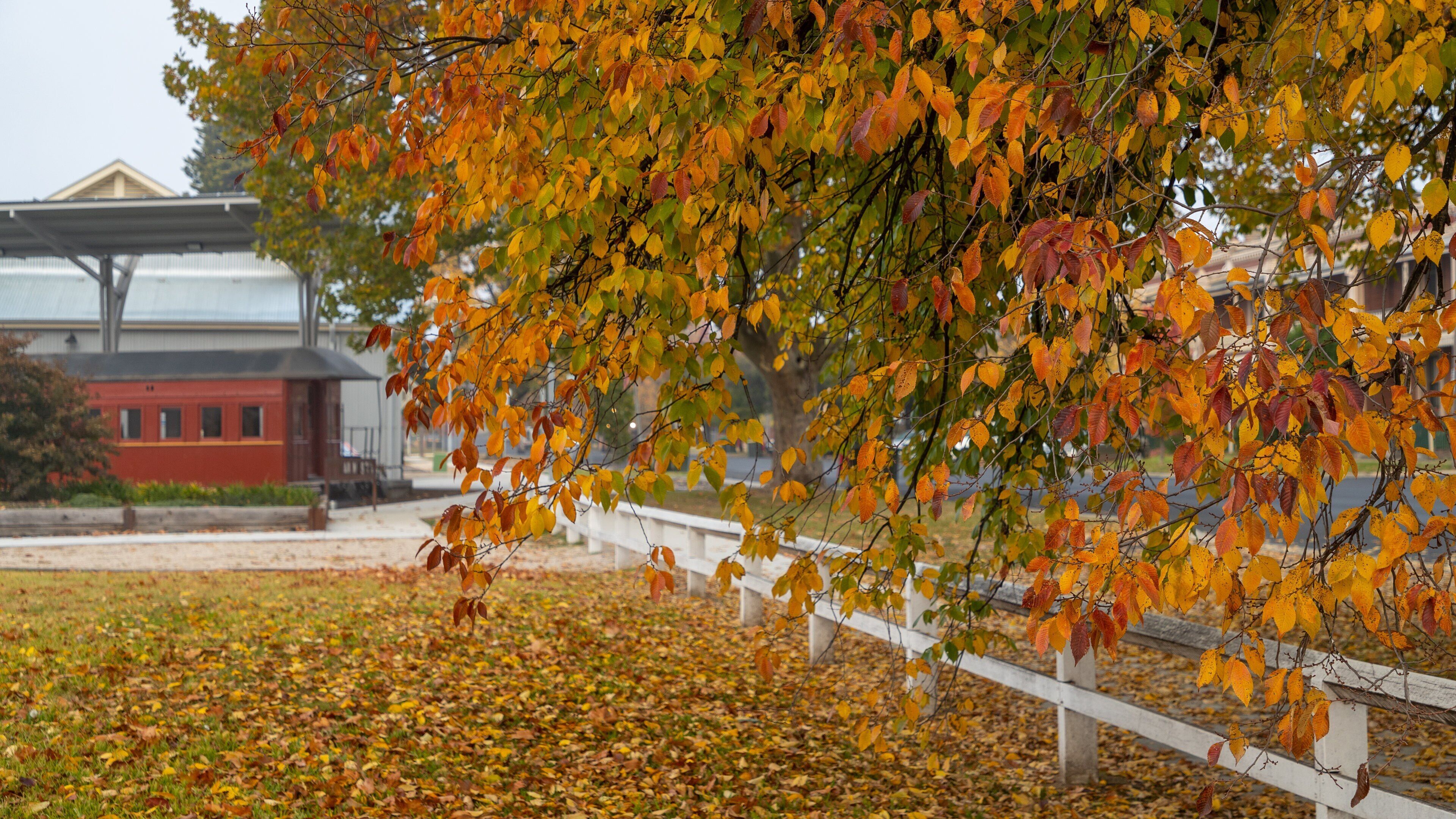 Bathurst featuring autumn leaves