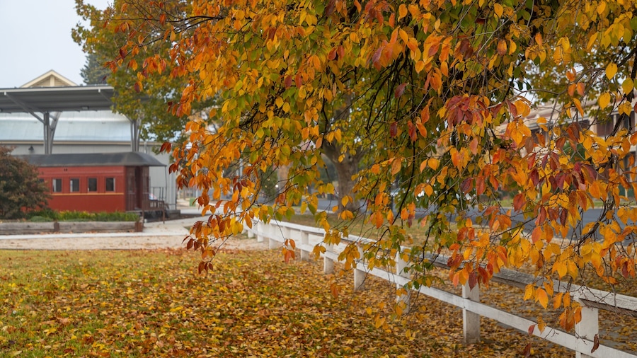 Bathurst featuring autumn leaves