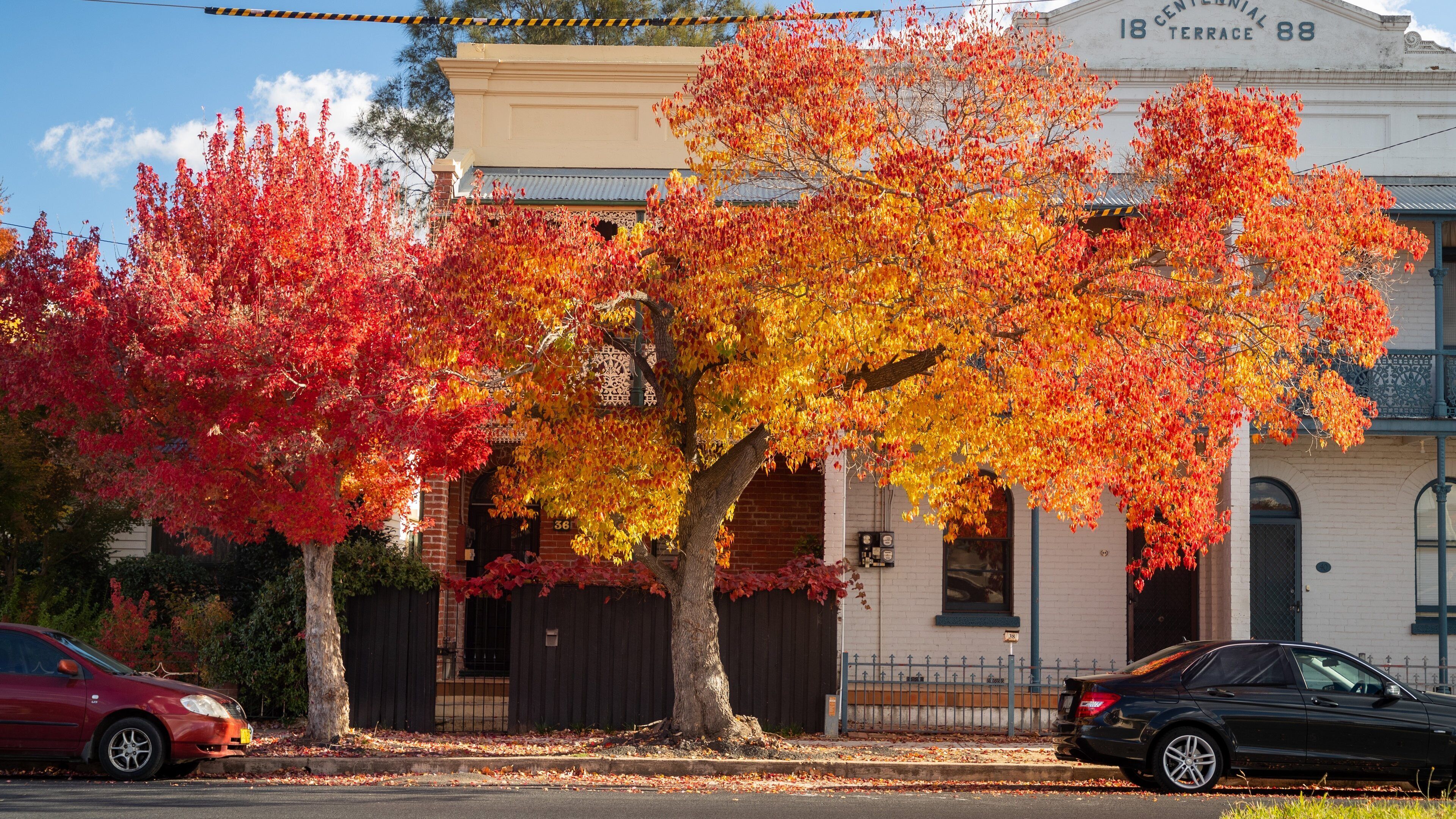 Bathurst featuring fall colors