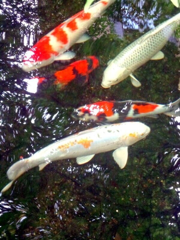 We were at a small B&B in Asolo, Italy, and the owner had built a koi pond and stocked over 20 years.