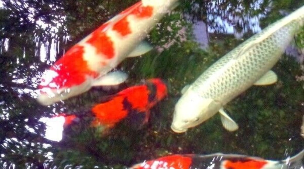 We were at a small B&B in Asolo, Italy, and the owner had built a koi pond and stocked over 20 years.